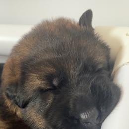 Red Collar - Sable male German Shepherd puppy in Saint Charles, Missouri from Lowemond German Shepherds