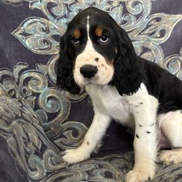 Boy 2 - English Springer Spaniel puppy from Legacy