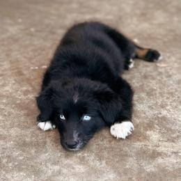 Australian Shepherd Puppies from SoCo Aussies