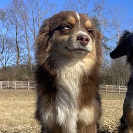 Tate - Miniature Australian Shepherd
