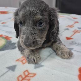 Quinn - Gray (blue) and tan male Dachshund puppy in Randolph, Texas from Spindle's Little Treasures