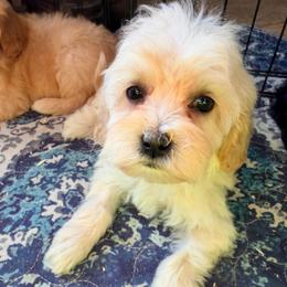 French Vanilla - with training - Cream female Cockapoo puppy in Boonville, North Carolina from Doods & Dolls