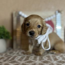 Cream girl - Cream female Dachshund puppy in Winter Haven, Florida from Davidson's Dachshunds