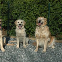 Golden Retriever All Grown Up from Bokamo Goldens