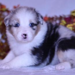 Sienna - Blue merle female Australian Shepherd puppy in Easton, Missouri from MMA Kennel