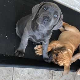 Cane Corso Puppies from MTZ Cane Corso
