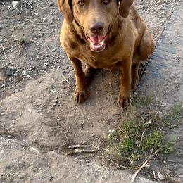 Ebba - Chesapeake Bay Retriever