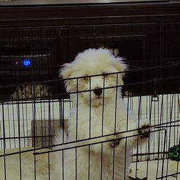 Coton de Tulear Puppies from Classy Cotons