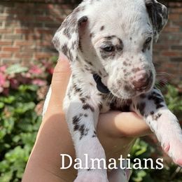 Dalmatian Puppies from Louisiana Roux Dalmatians