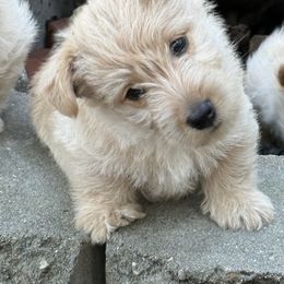 Scottish Terrier Puppies from Capstone Scottish Terriers