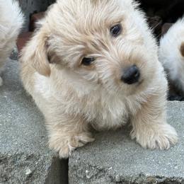 Scottish Terrier Puppies from Capstone Scottish Terriers