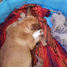 French Bulldog Puppies from Kelli's Frenchies