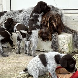 Wirehaired Pointing Griffons from Fear the Beard Griffons