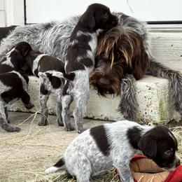 Wirehaired Pointing Griffons from Fear the Beard Griffons