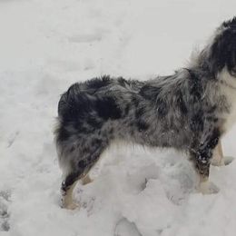 Miniature Australian Shepherds from Ricochet  Aussies