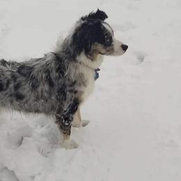 Miniature Australian Shepherds from Ricochet  Aussies