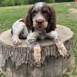 Liver and white Tri roan 2 - Liver white and roan female English Springer Spaniel puppy in Defuniak Springs, Florida from Anastasia Knight's Cocker Spaniels