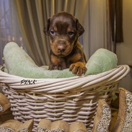 Girl 1 - Doberman Pinscher puppy in Ault, Colorado from Stand Alone European Dobermans