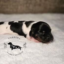 Sammi - Piebald female Dachshund puppy in Modesto, California from Cabrera Family Kennels