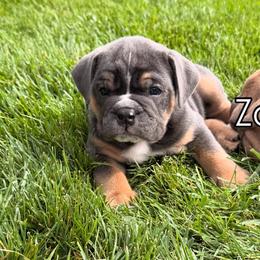 Bulldogs from Laurie Brady