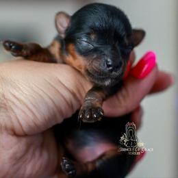 Yorkshire Terrier Puppies from Essence of Grace Yorkies