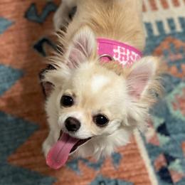 Leia - Chihuahua