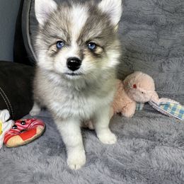 Hatcher - Pomsky