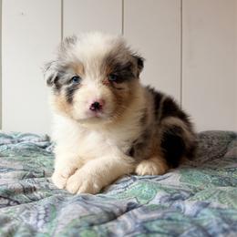 Boggle - Blue merle male Australian Shepherd puppy in Kearney, Nebraska from Helix Aussies