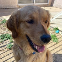 Ava - Golden Retriever