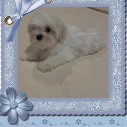 Maltese puppies from UpTown Maltese