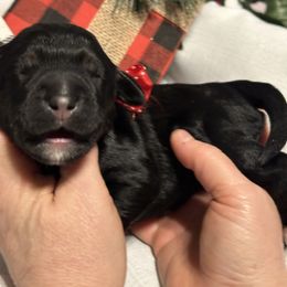 Mary - Phantom female Goldendoodle puppy in Prosperity, Pennsylvania from Stelladoodles & Company