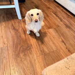 Penny - Dachshund