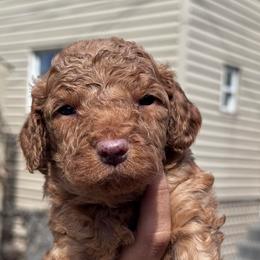 Druzy - Red  male Goldendoodle puppy in Philadelphia, Pennsylvania from Jah’s Retrievers