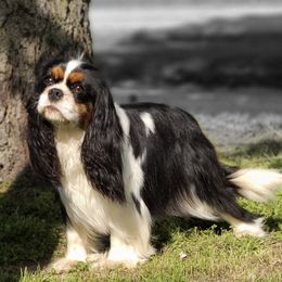 Cavalier King Charles Spaniels from AlKemy Pure Bred