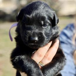 Hopi - Black female German Shepherd puppy in Canton, Texas from WILDWOOD GERMAN SHEPHERDS