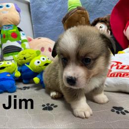 Jim - Sable male Pembroke Welsh Corgi puppy in Apison, Tennessee from Ashmore Corgis