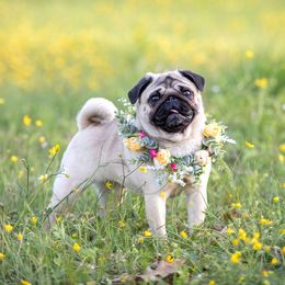 HiYA - Pug