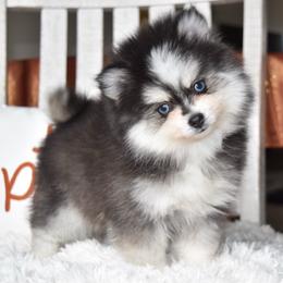Karen - Black and white female Pomsky puppy in Chino Valley, Arizona from Rose Peek Pomskies