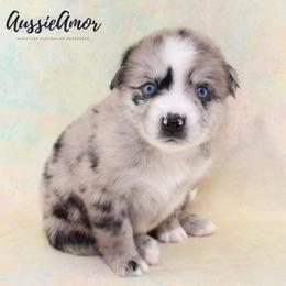 Bi Blue Merle 4 - 2 Blue eyes Long tail - Blue merle male Miniature Australian Shepherd puppy in Pinehurst, Texas from Aussie Amor