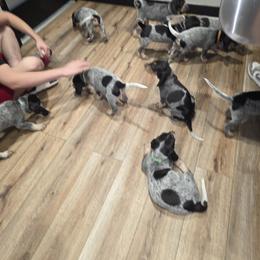 Bluetick Coonhound Puppies from Candra Bessent