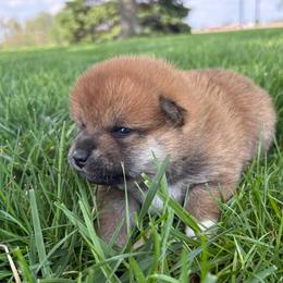 Pansy - Sesame female Shiba Inu puppy in Covington, Ohio from Rustic Country Shibas