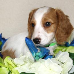 Sunny - Red male Dachshund puppy in Corbin, Kentucky from White River Valley Kennel