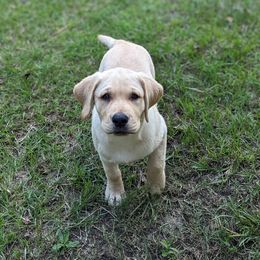 Labrador Retriever Puppies from Labradors Forever