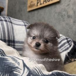 Melian - Blue merle female Pomeranian puppy in Boca Raton, Florida from Poms of The Shire
