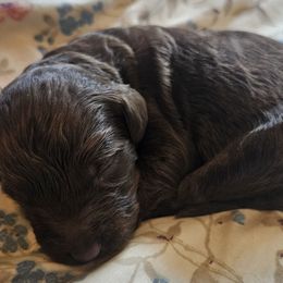 Callie - Chocolate female Goldendoodle puppy in Kansas City, Missouri from Poppy's Doodles