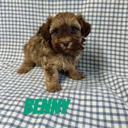 Aussiedoodle, Cockapoo, and Havapoo Puppies from Kaitlen Wood