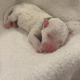Purple - White female Sheepadoodle puppy in Fayette, Alabama from Luxapallila Sheepadoodles