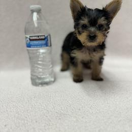 Boy 2 - Black and tan male Yorkshire Terrier puppy in Ceres, California from Mr.Yorkie