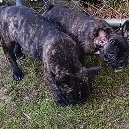 French Bulldog All Grown Up from Jettons Jewels Frenchies