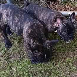 French Bulldog All Grown Up from Jettons Jewels Frenchies